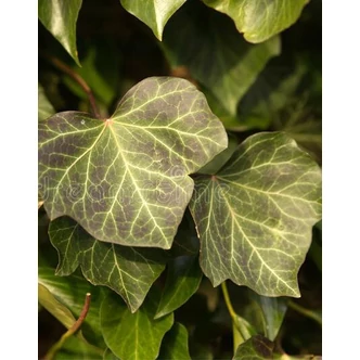 Hedera helix 'Woerner' – Közönséges borostyán