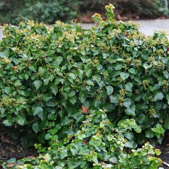 Hedera hibernica 'Arbori Compact' – Talajtakaró borostyán