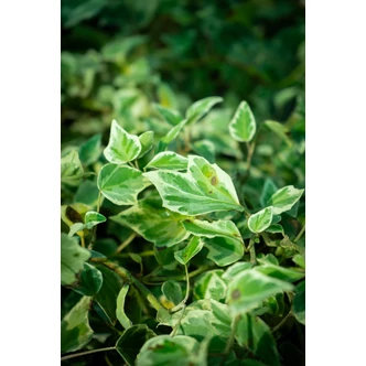 Hedera helix 'Little Diamond' - Tarkalevelű borostyán Hedera helix 'Little Diamond' - Tarkalevelű borostyán