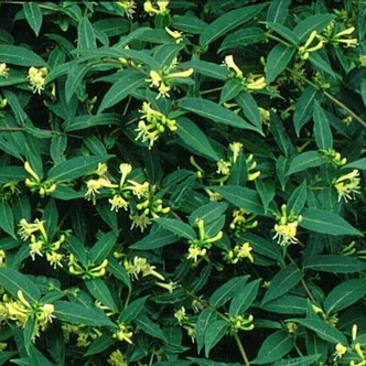 Lonicera acuminata – Lonc