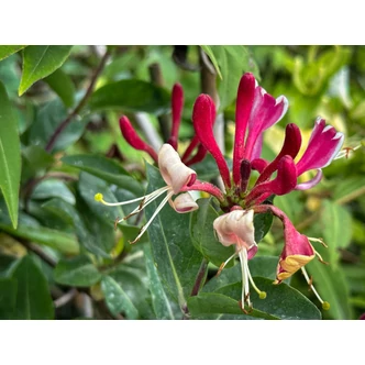 Lonicera henryi - Borostáslevelű lonc