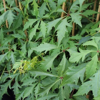 Parthenocissus quinquefolia 'Kirigami' – Kacsos vadszőlő