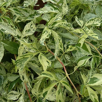 Parthenocissus quinquefolia 'Star Shower' (syn.: 'Monha') – Vadszőlő Parthenocissus quinquefolia 'Star Shower' (syn.: 'Monha') – Vadszőlő