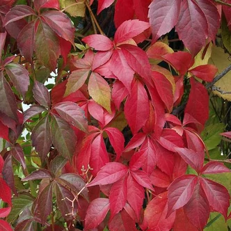 Parthenocissus quinquefolia var. engelmannii – Vadszőlő