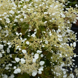 Schizophragma 'White Wedding'® – Kúszóhortenzia