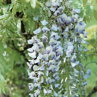 Wisteria floribunda 'Multijuga' (syn.: 'Macrobotrys') – Óriásfürtű lilaakác