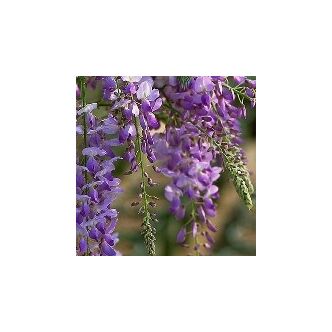 Wisteria sinensis 'Texas Purple' – Lilaakác