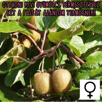 Actinidia deliciosa (syn.: Actinidia chinensis) 'Hayward' – Kivi, kínai egres, valódi kivi (termős)