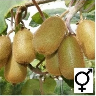 Actinidia deliciosa (syn.: Actinidia chinensis) 'Jenny' - Kivi, kínai egres, valódi kivi (öntermékeny)