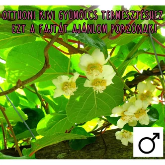 Actinidia deliciosa 'Tomuri' - Porzós kivi Actinidia deliciosa 'Tomuri' - Porzós kivi
