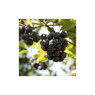 Aronia melanocarpa 'Hugin' - Fekete berkenye