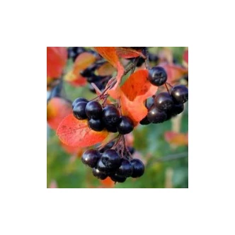 Aronia prunifolia 'Viking' - Fekete berkenye