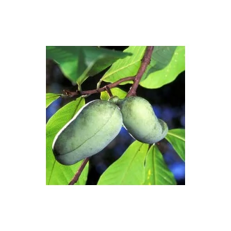 Asimina triloba - Indián banán 