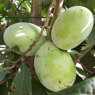 Asimina triloba 'Prima 1216' – Indián banán