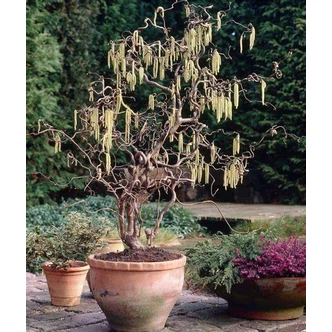 Corylus avellana 'Medusa'® – Mogyoró