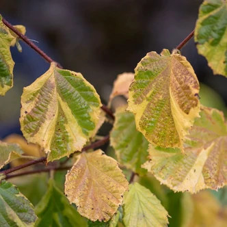 Corylus avellana 'Variegata' – Mogyoró Corylus avellana 'Variegata' – Mogyoró