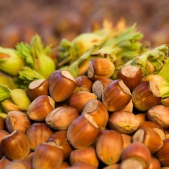 'Fehér Lambert' mogyoró (konténeres)