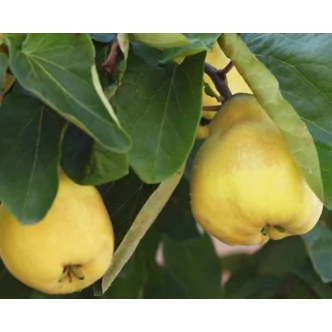 'Konstantinápolyi' birs (konténeres)