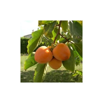 Diospyros kaki 'Tipo' - Datolyaszilva (kakiszilva)