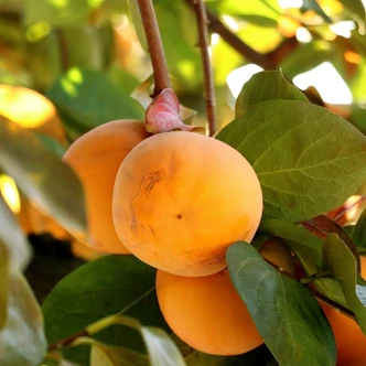 Diospyros kaki 'Ragno' – Datolyaszilva