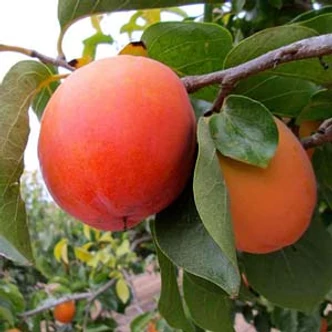 Diospyros kaki 'Rojo / Rosso Brillante' - Datolyaszilva