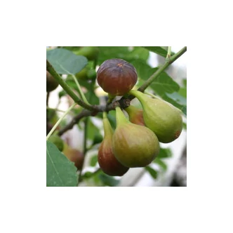 Ficus carica - Füge