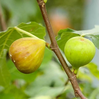 Ficus carica 'Brogiotto Bianco' (syn.: 'Brogiotto Genovese', 'Brogiotto Gentile', 'Burjasotte Bianco', 'Genovese', 'Monaco', 'Panete Rotonda', 'White Barnissou') – Füge