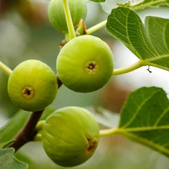 Ficus carica 'Dottato' (syn.: 'Dattero', 'Kadota', 'White Kadota') – Füge