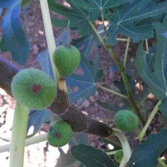 Ficus carica 'Early Violet' – Füge