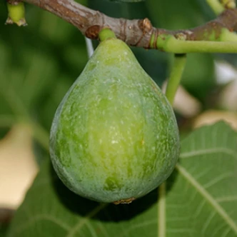 Ficus carica 'Fiorone' - Füge