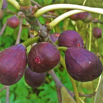 Ficus carica Gustis® (syn.: Gustissimo) 'Perretta'® – Füge