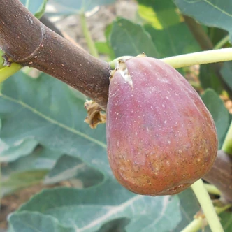 Ficus carica 'Helen' – Füge