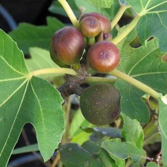 Ficus carica 'Little Miss Figgy'® – Balkon füge