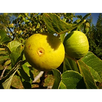 Ficus carica 'Pedro' (syn.: 'Letenyei sárga óriás', 'Sárga óriás') - Füge