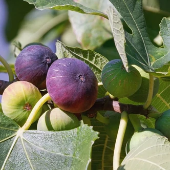 Ficus carica 'Ronde de Bordeaux' – Füge