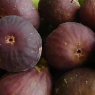 Ficus carica 'Szentesi' – Barna füge