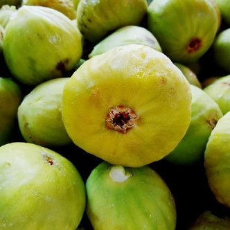 Ficus carica 'Troiano' – Sárga termésű füge