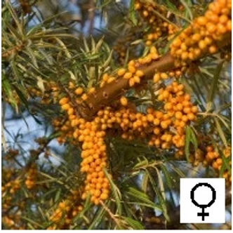 Hippophae rhamnoides 'Hergo' - Homoktövis, termős