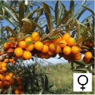 Hippophae rhamnoides 'Leikora' - Homoktövis, termős