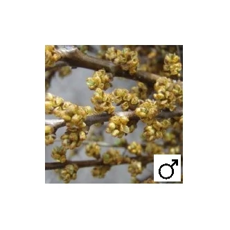 Hippophae rhamnoides 'Pollmix' - Homoktövis, porzós