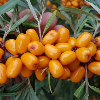 Hippophae rhamnoides 'Eva' – Homoktövis