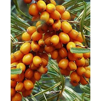 Hippophae rhamnoides 'Friesdorfer Orange' – Homoktövis, öntermékeny