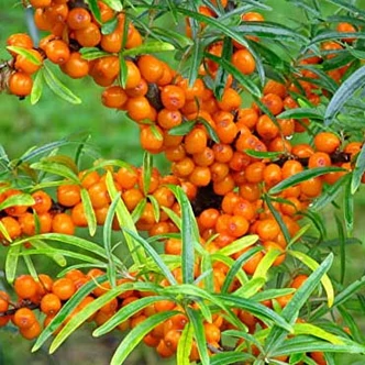 Hippophae rhamnoides 'Julia' – Homoktövis (termős)