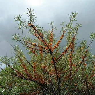 Hippophae rhamnoides 'Niwelana' – Homoktövis