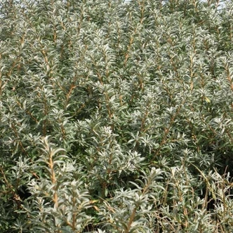 Hippophae rhamnoides 'Otto' – Homoktövis