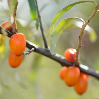 Hippophaë rhamnoides 'Podarok Sadu' – Homoktövis (termős)