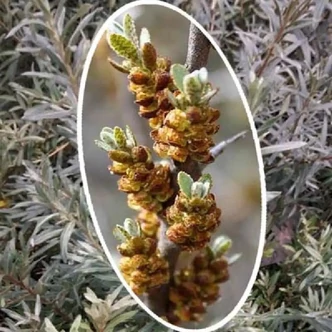 Hippophaë rhamnoides 'Romeo' – Homoktövis (porzós)