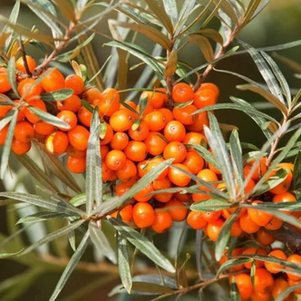 Hippophae rhamnoides 'Sirola' – Homoktövis
