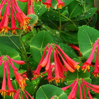 Lonicera x brownii 'Dropmore Scarlet' – Skarlát trombitalonc Lonicera x brownii 'Dropmore Scarlet' – Skarlát trombitalonc