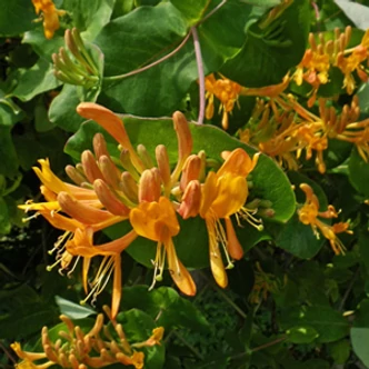 Lonicera x tellmanniana – Magyar lonc Lonicera x tellmanniana – Magyar lonc